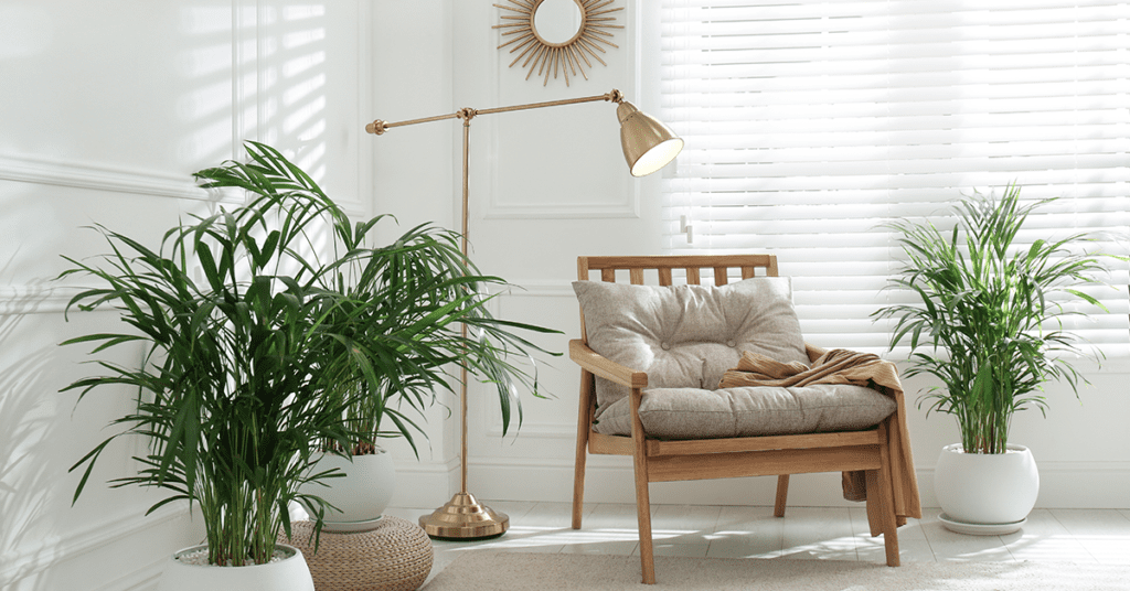 Indoor-plants-for-home