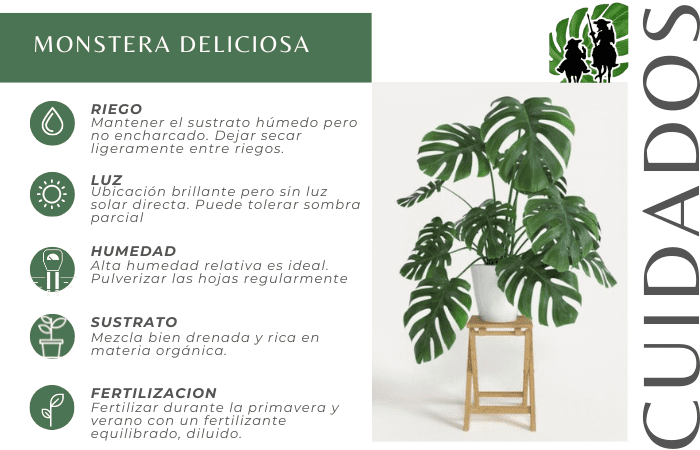 Monstera Deliciosa 5