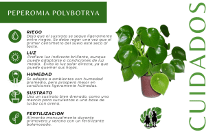 Peperomia Polybotrya (cucharita) 5
