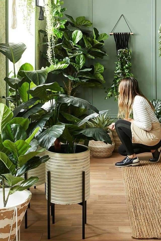 Plantas De Interior