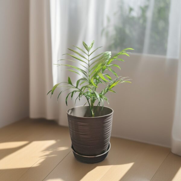 Palmera Chamaedorea