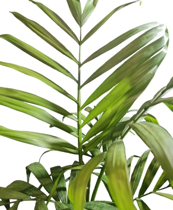 Palmera Chamaedorea - Imagen 2