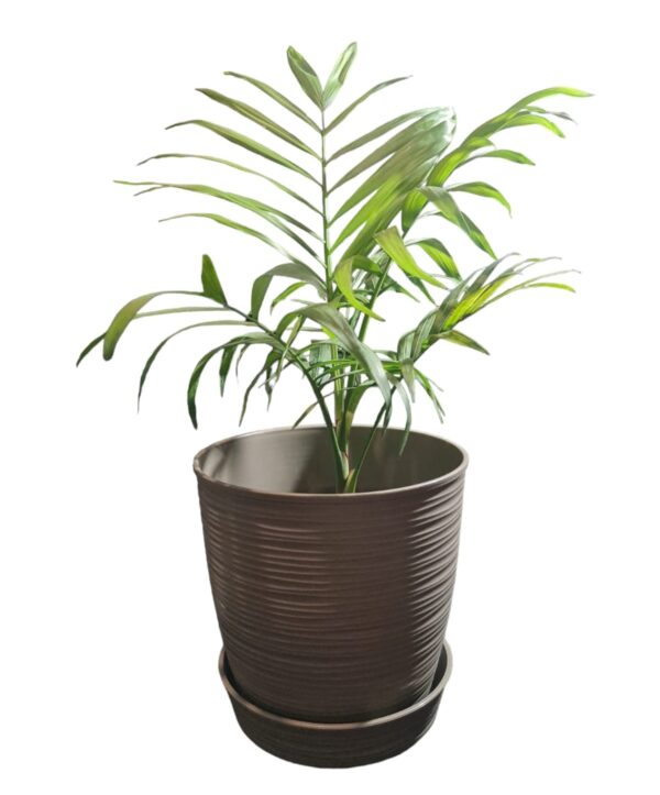 Palmera Chamaedorea - Imagen 3