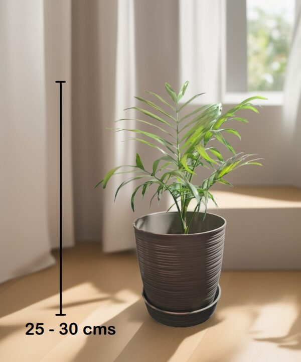 Palmera Chamaedorea - Imagen 4
