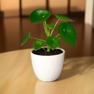 Peperomia Polybotrya (cucharita)