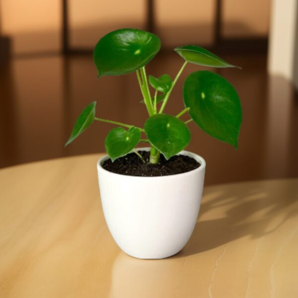 Peperomia Polybotrya (cucharita)