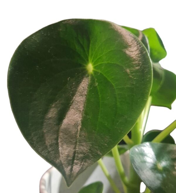 Peperomia Polybotrya (cucharita) - Imagen 3