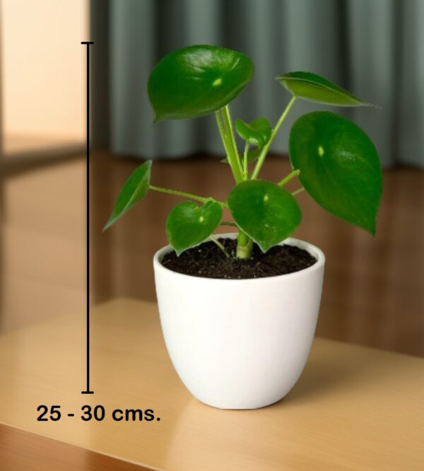 Peperomia Polybotrya (cucharita) - Imagen 4