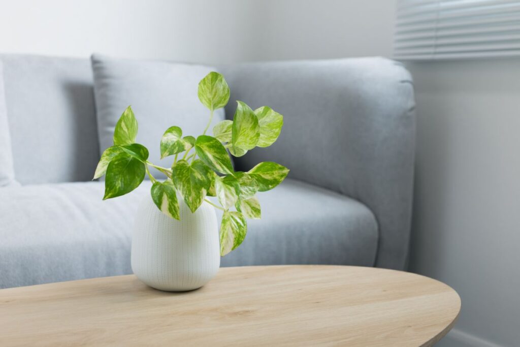 epipremnum-aureum-plant-on-wooden-table-in-living-2022-11-10-02-54-11-utc-1