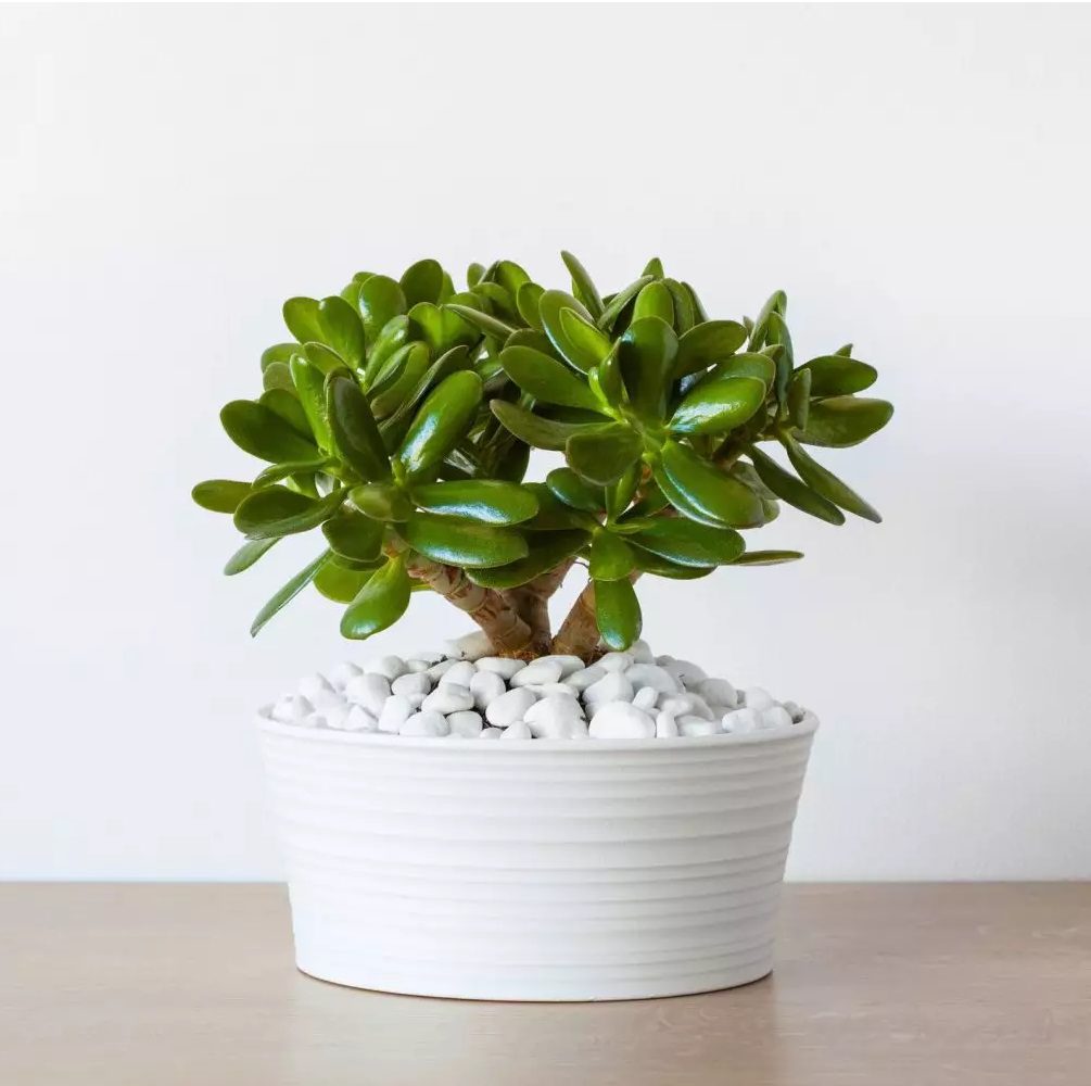 houseplants-jade