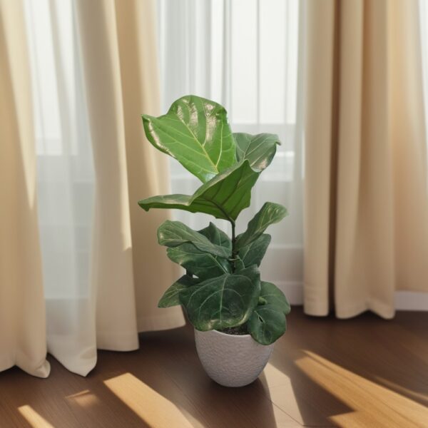 Ficus Lyrata