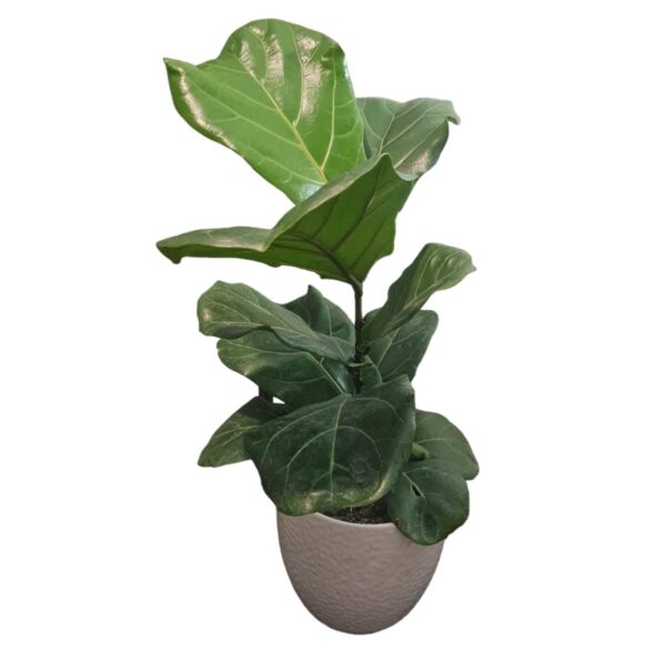 Ficus Lyrata - Imagen 2