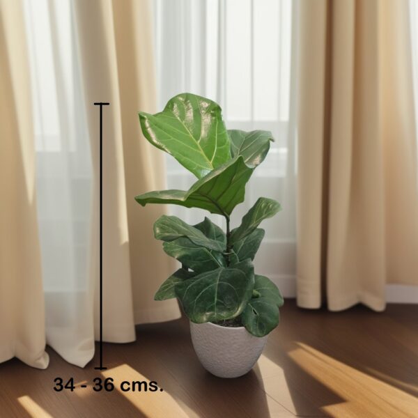 Ficus Lyrata - Imagen 4