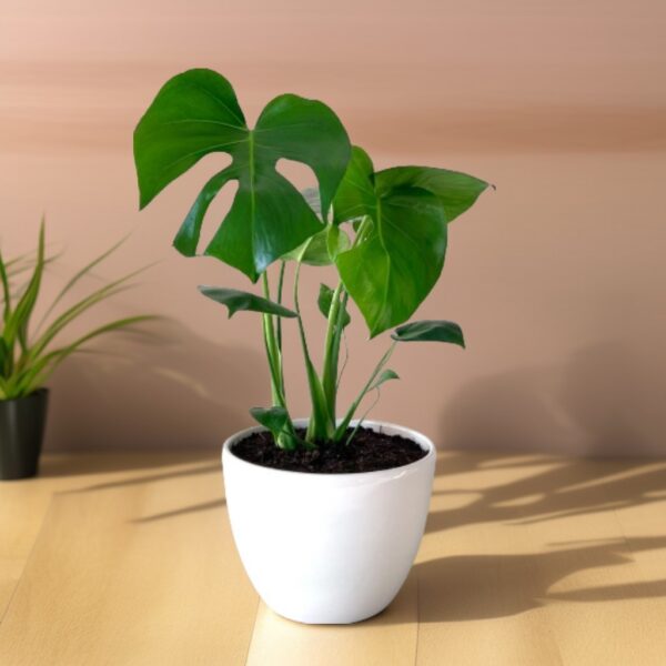 Monstera Deliciosa