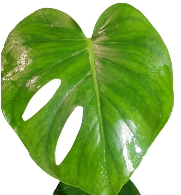 Monstera Deliciosa - Imagen 3