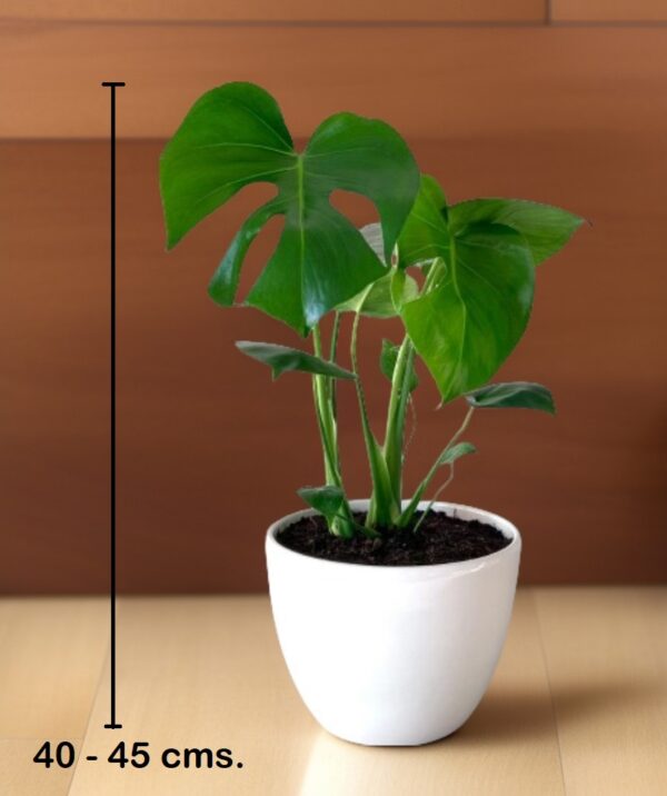 Monstera Deliciosa - Imagen 4