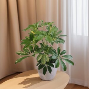 Scheffera