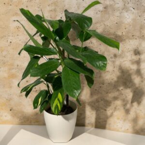 Ctenanthe Lubbersiana