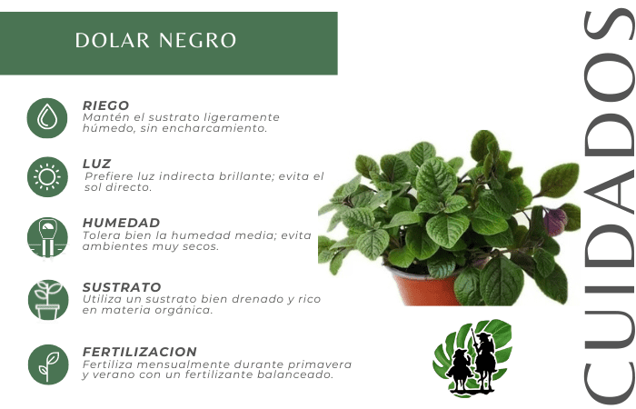 Dólar Negro 4