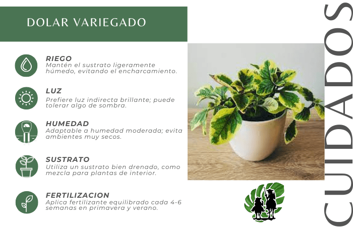 Dólar Variegado 4