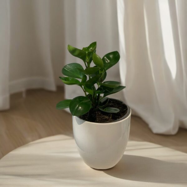 Peperomia Obtusifolia
