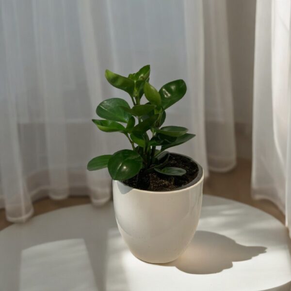 Peperomia Obtusifolia - Imagen 4