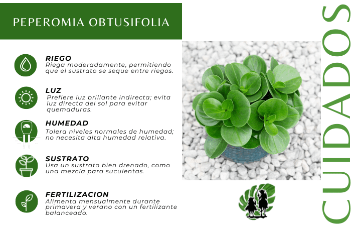 Peperomia Obtusifolia 5
