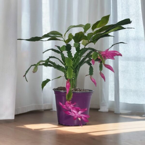 Schlumbergera 