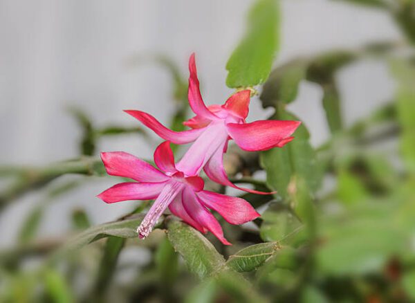 Schlumbergera  - Imagen 3
