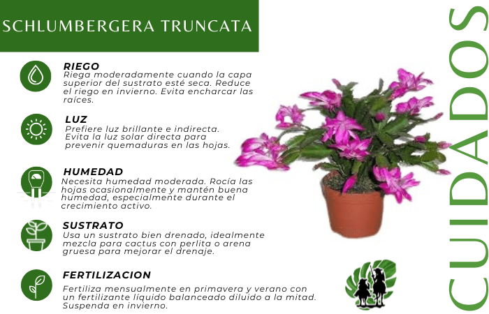 Schlumbergera  5