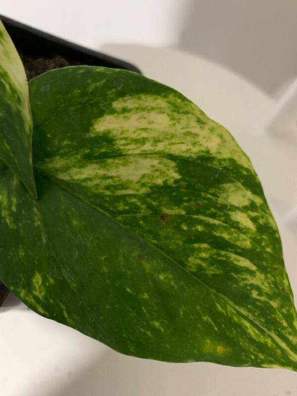 Scindapsus golden - Imagen 3