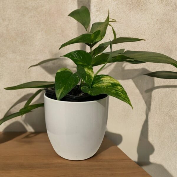 Scindapsus golden