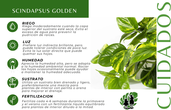 Scindapsus golden 4
