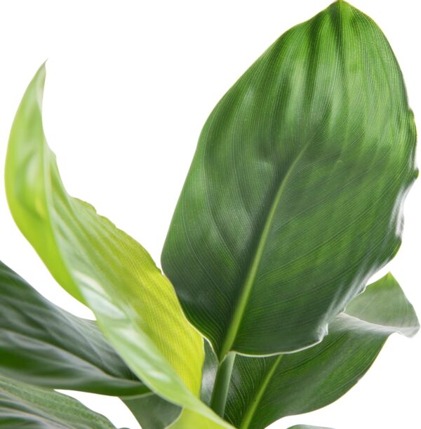 Ave del Paraíso (Strelitzia Reginae) - Imagen 3