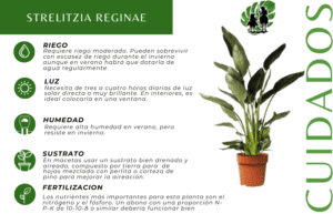 Ave del Paraíso (Strelitzia Reginae) 6