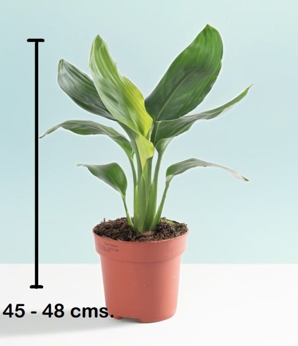 Ave del Paraíso (Strelitzia Reginae) - Imagen 4