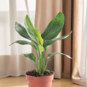 Ave del Paraíso (Strelitzia Reginae)