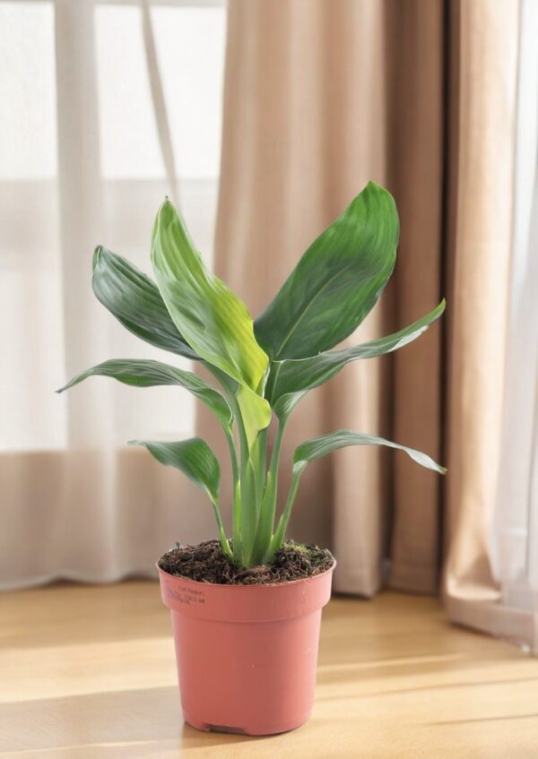 Ave del Paraíso (Strelitzia Reginae)