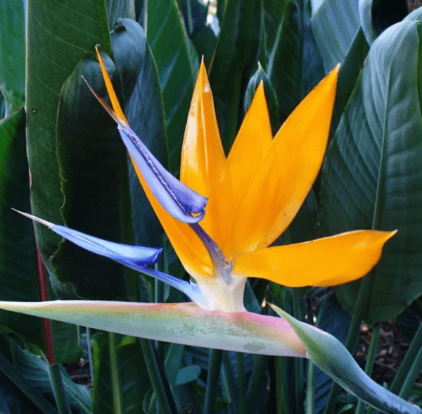 strelitzia