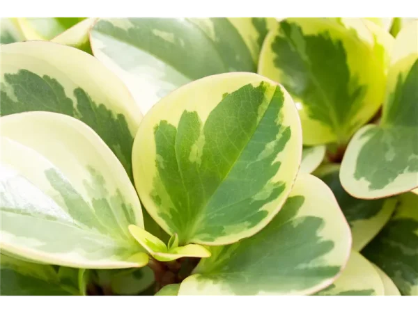 Peperomia Obtusifolia Variegada - Imagen 3