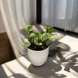 Peperomia Obtusifolia Variegada