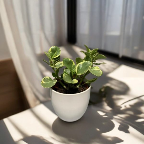 Peperomia Obtusifolia Variegada